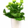 Kalanchoe X 10 Högtid Gul>Mäster Grön New