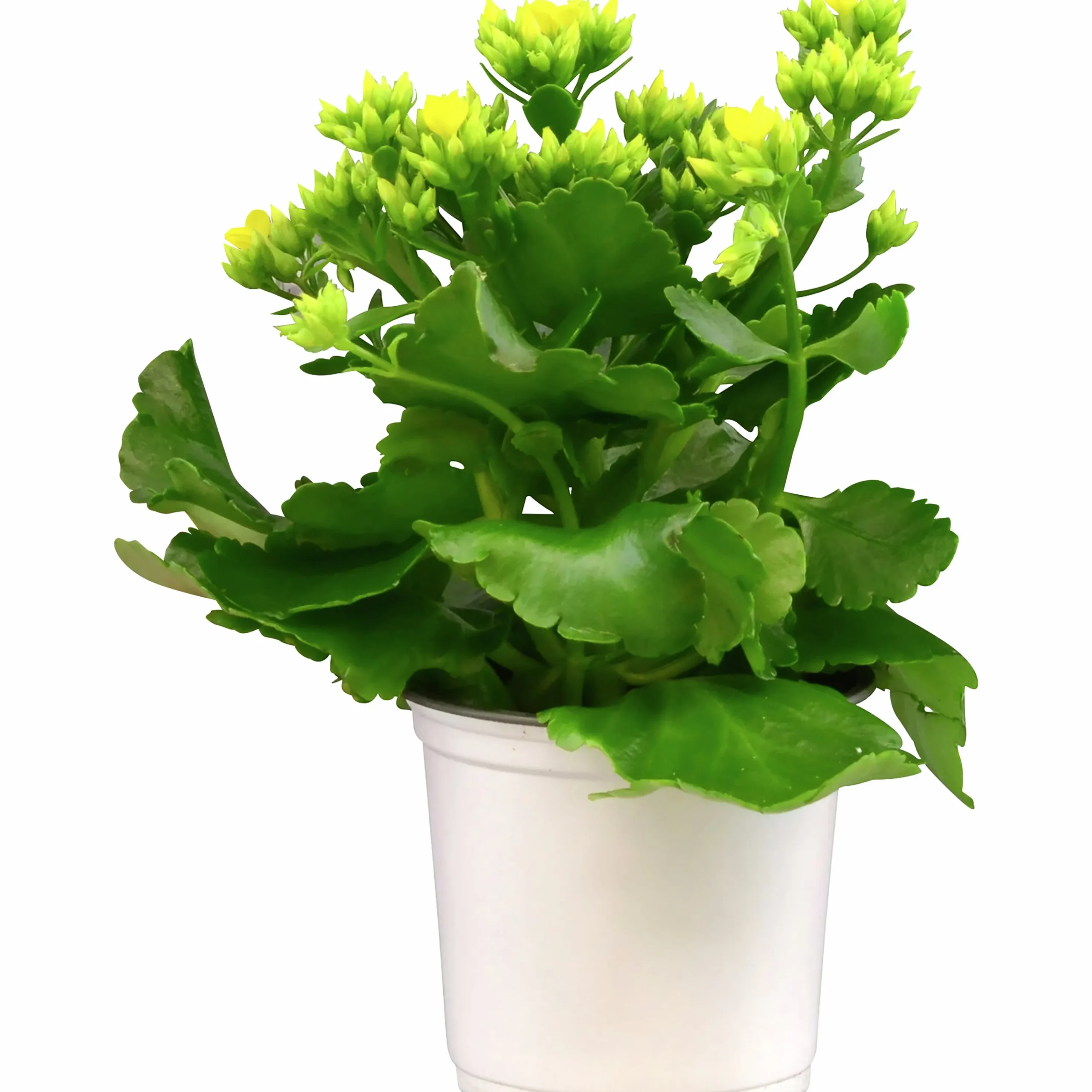 Kalanchoe X 10 Högtid Gul>Mäster Grön New