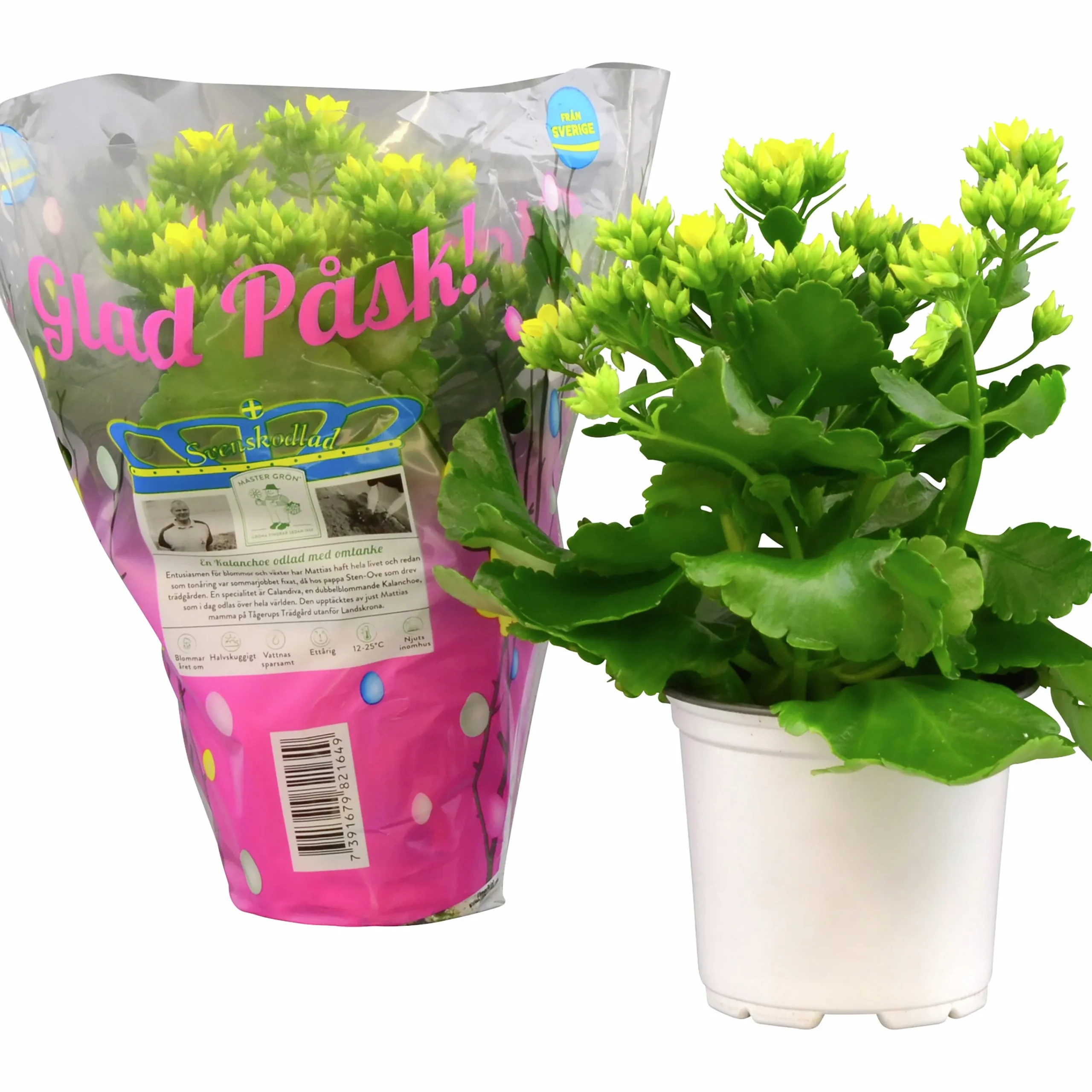 Kalanchoe X 10 Högtid Gul>Mäster Grön New