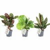 Kalathea Mix i 11cm kruka>Danblumen New