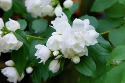 Kameliaschersmin 'Snowbelle'><noscript><img width=