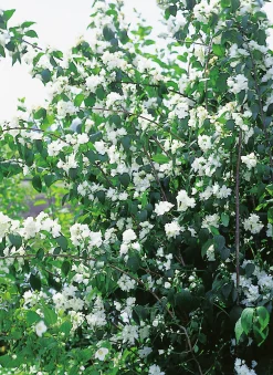 Kameliaschersmin 'Virginal' Krukodlad>Omnia garden