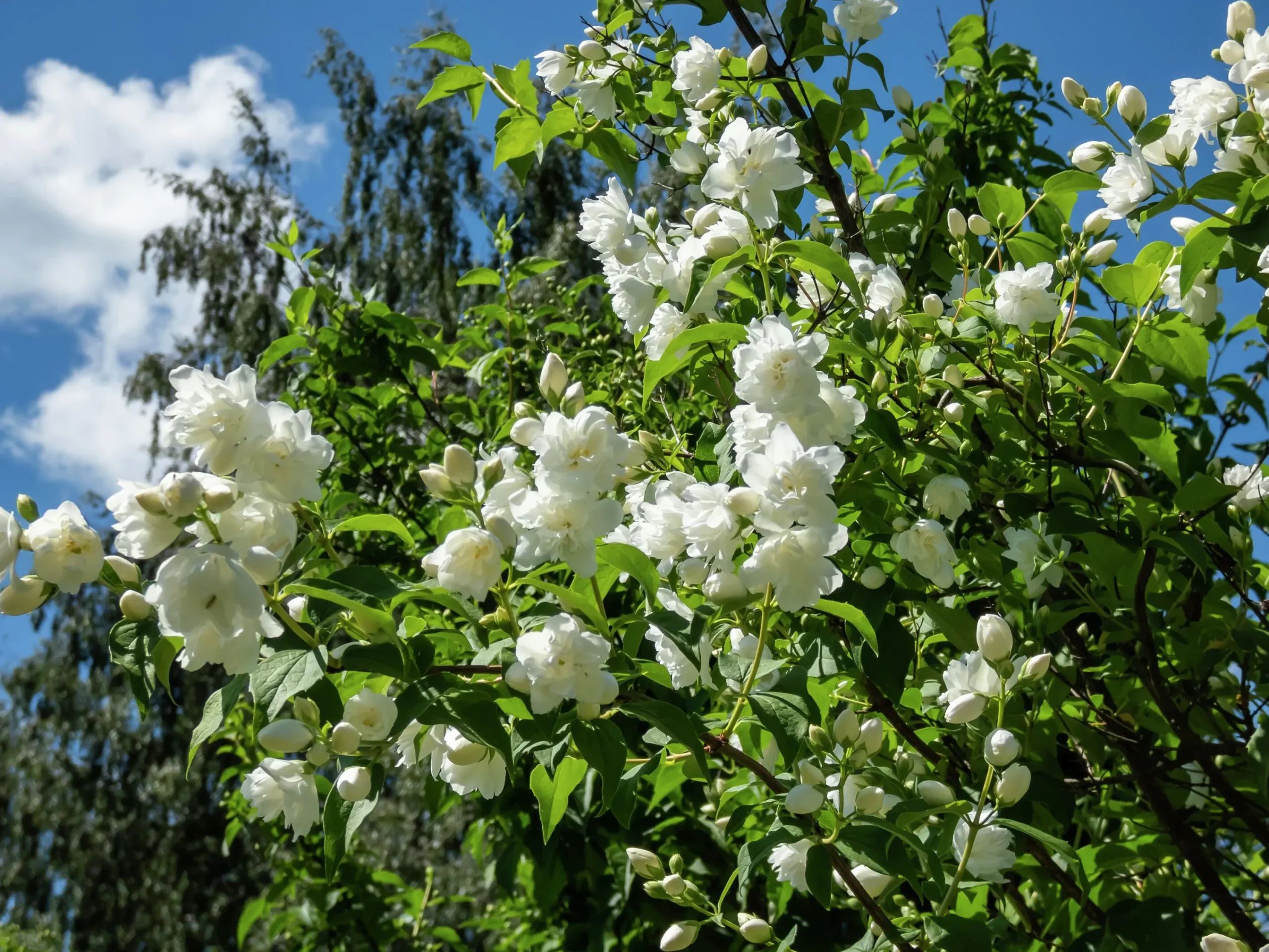 Kameliaschersmin 'Virginal' Solitär Krukodlad>Omnia garden Sale