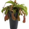 Kannranka lat. Nepenthes>Mäster Grön