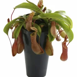 Kannranka lat. Nepenthes>Mäster Grön
