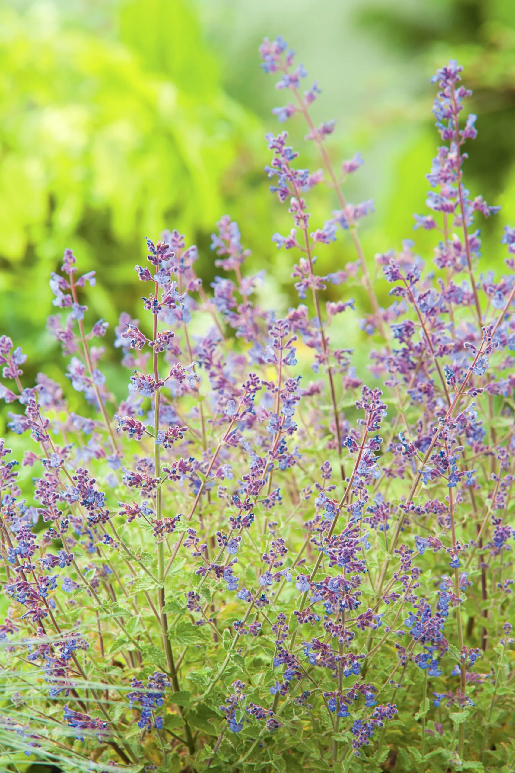 Kantnepeta 'Kit Cat'>Omnia garden
