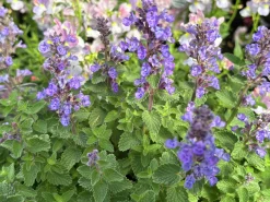 Kantnepeta 'Purrsian Blue'>Omnia garden Clearance