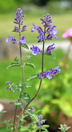 Kantnepeta 'Purrsian Blue'><noscript><img width=