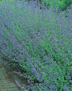 Kantnepeta 'Six Hills Giant'>Omnia garden Outlet
