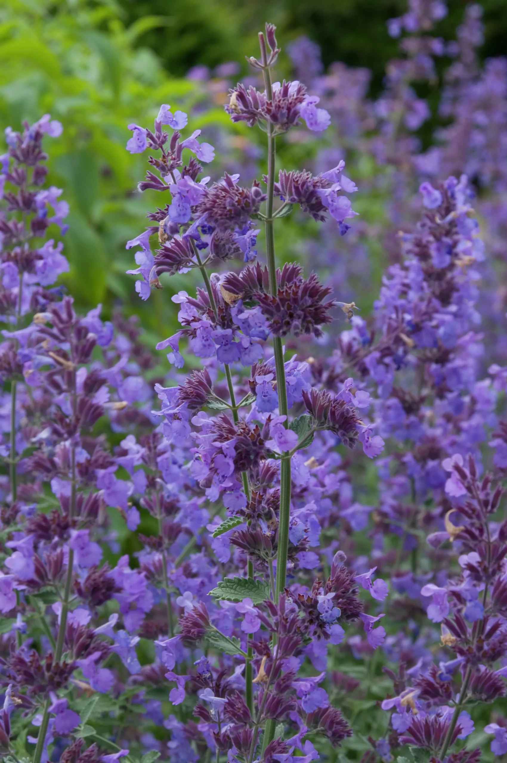 Kantnepeta 'Walkers Low'>Omnia garden