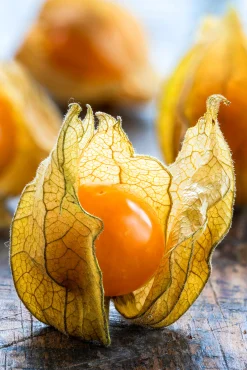 Kapkrusbär lat. Physalis peruviana 11,5cm>Mäster Grön New