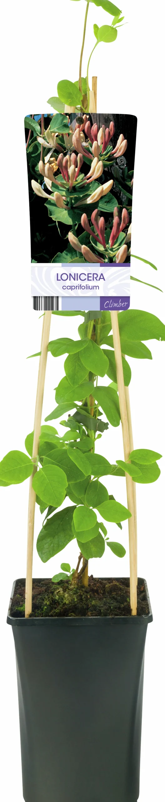 Kaprifol klassisk>Omnia garden Clearance