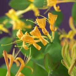 Kaprifol 'Mandarin'>Omnia garden Clearance