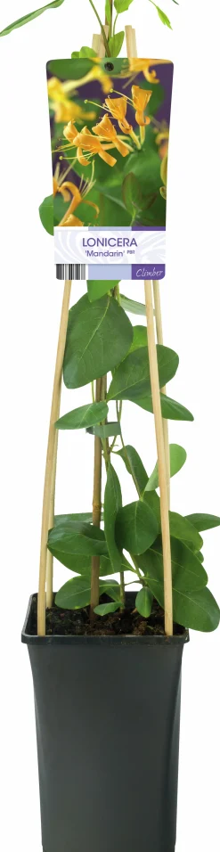 Kaprifol 'Mandarin'>Omnia garden Clearance