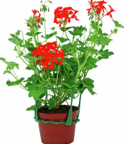 Kaskadpelargon lat. Pelargonium Peltatum 'Cascade'>Mäster Grön Outlet