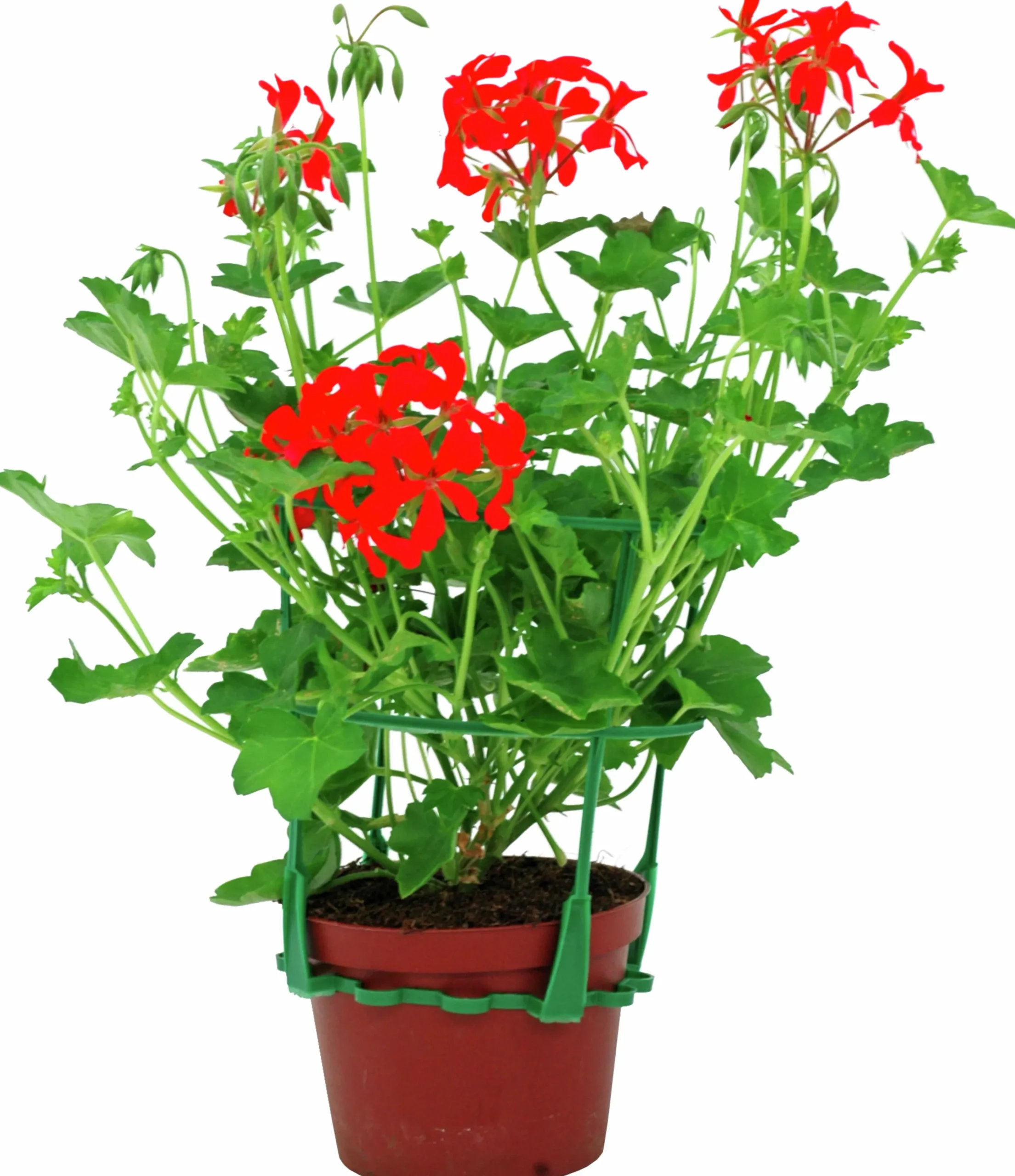 Kaskadpelargon lat. Pelargonium Peltatum 'Cascade'>Mäster Grön Outlet