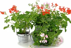 Kaskadpelargon lat. Pelargonium Peltatum 'Cascade'>Mäster Grön Outlet
