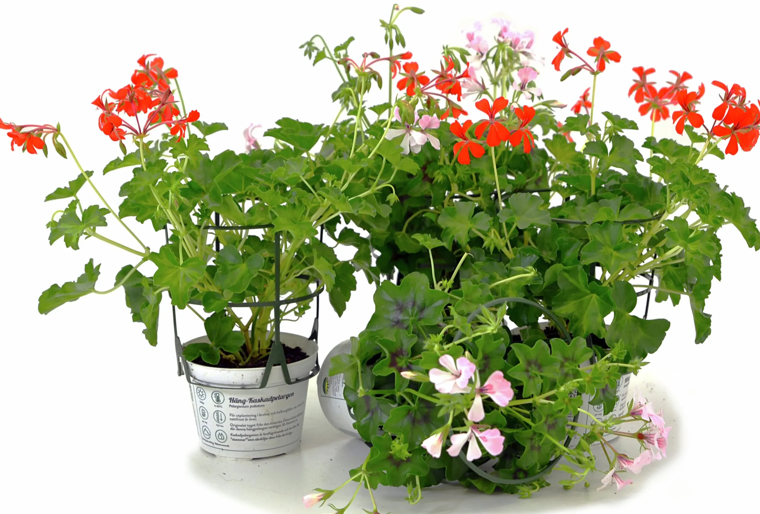 Kaskadpelargon lat. Pelargonium Peltatum 'Cascade'>Mäster Grön Outlet
