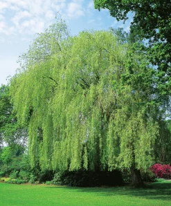 Kaskadpil ca 150-200cm>Omnia garden Sale