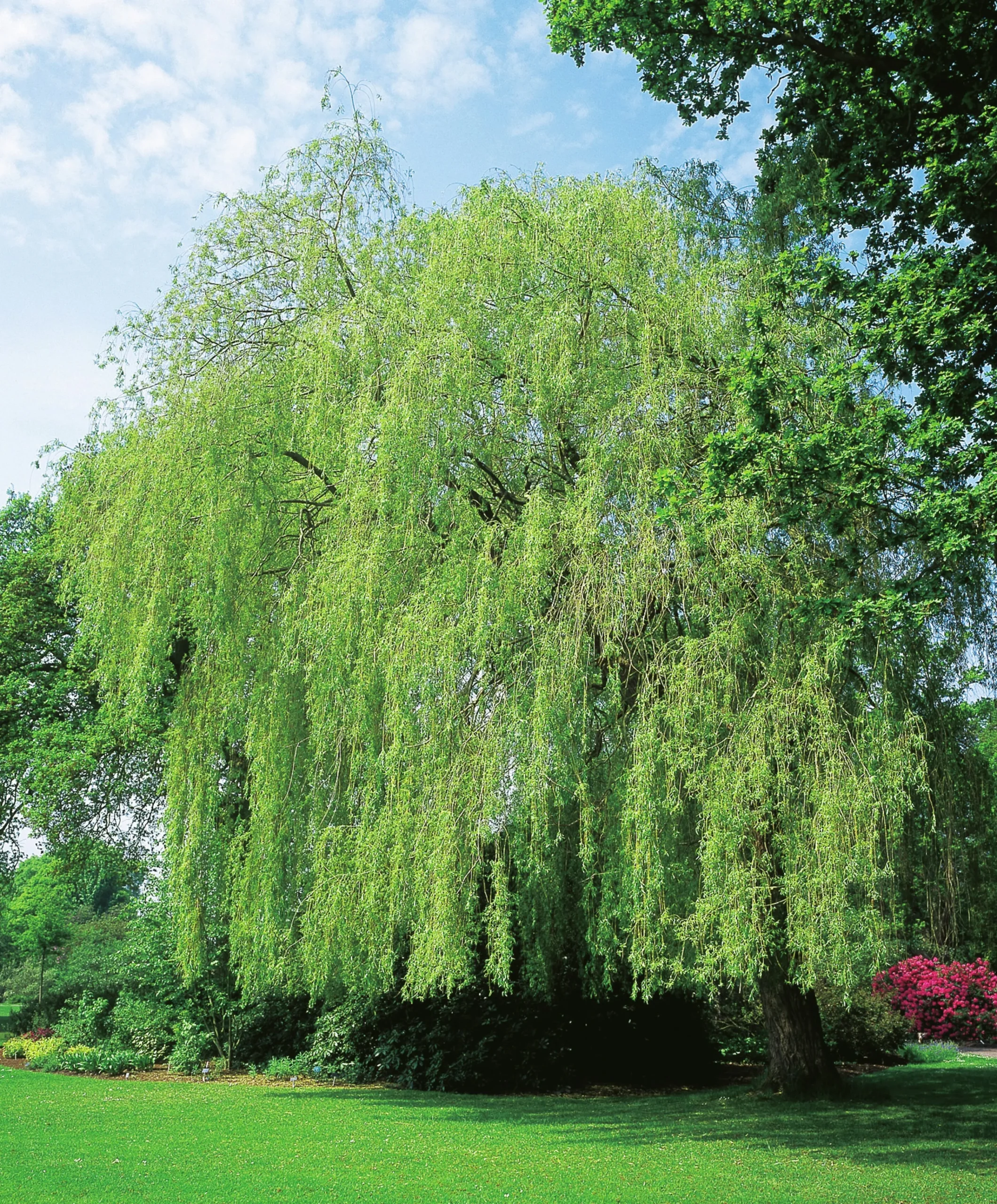 Kaskadpil ca 150-200cm>Omnia garden Sale