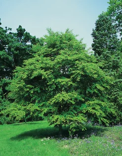 Katsura Krukodlad>Omnia garden Best