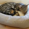 Kattbädd Dotty Feline Vit/Grå 56cm>Rosewood New