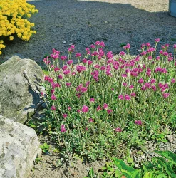Kattfot 'Rubra'>Omnia garden Hot