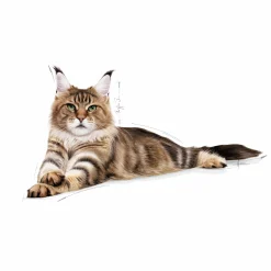 Kattmat Adult Maine Coon 10kg><noscript><img width=