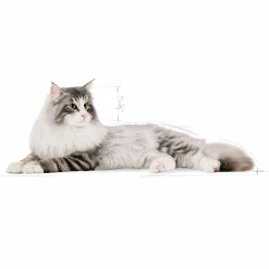 Kattmat Adult Norweigian Forest Cat 10kg><noscript><img width=