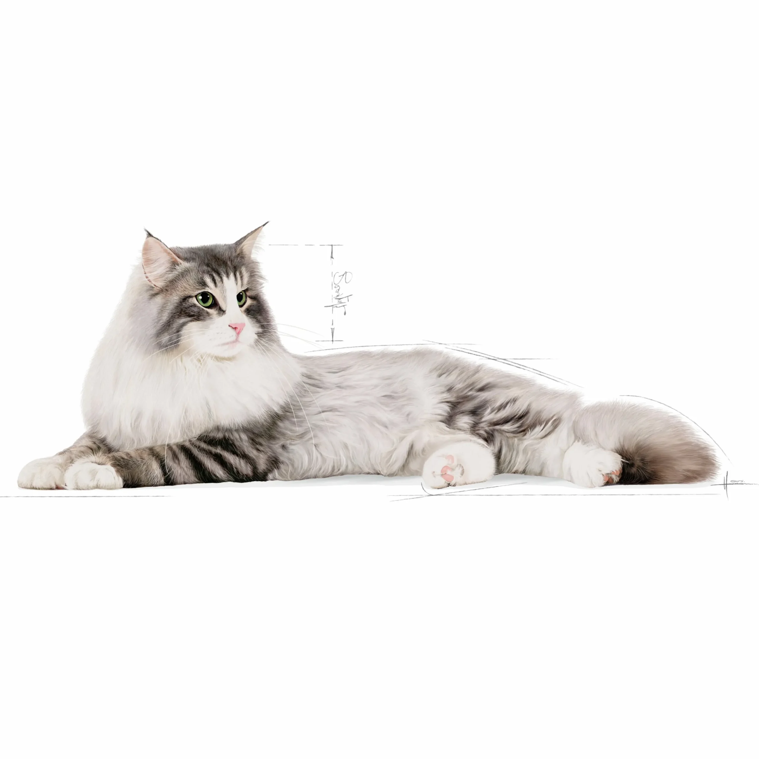 Kattmat Adult Norweigian Forest Cat 10kg>Royal Canin