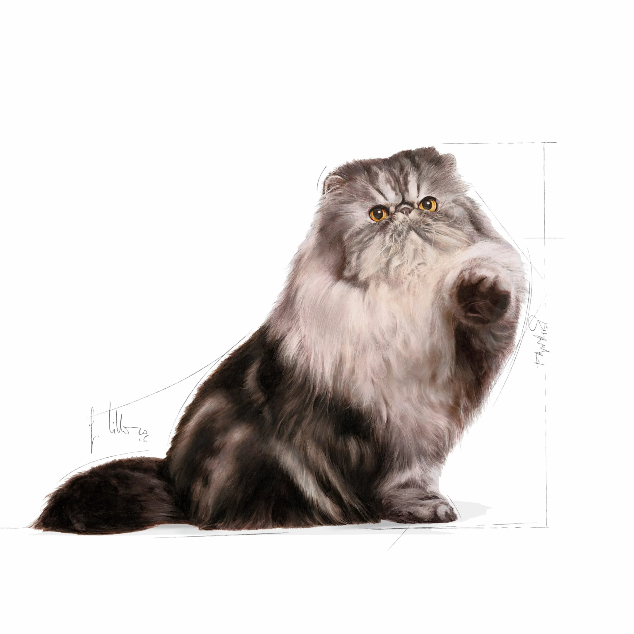 Kattmat Adult Persian 10kg>Royal Canin Online