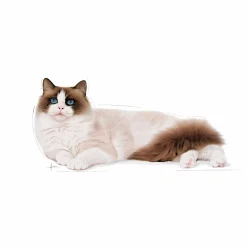 Kattmat Adult Ragdoll 2kg><noscript><img width=