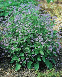 Kaukasisk förgätmigej>Omnia garden Hot