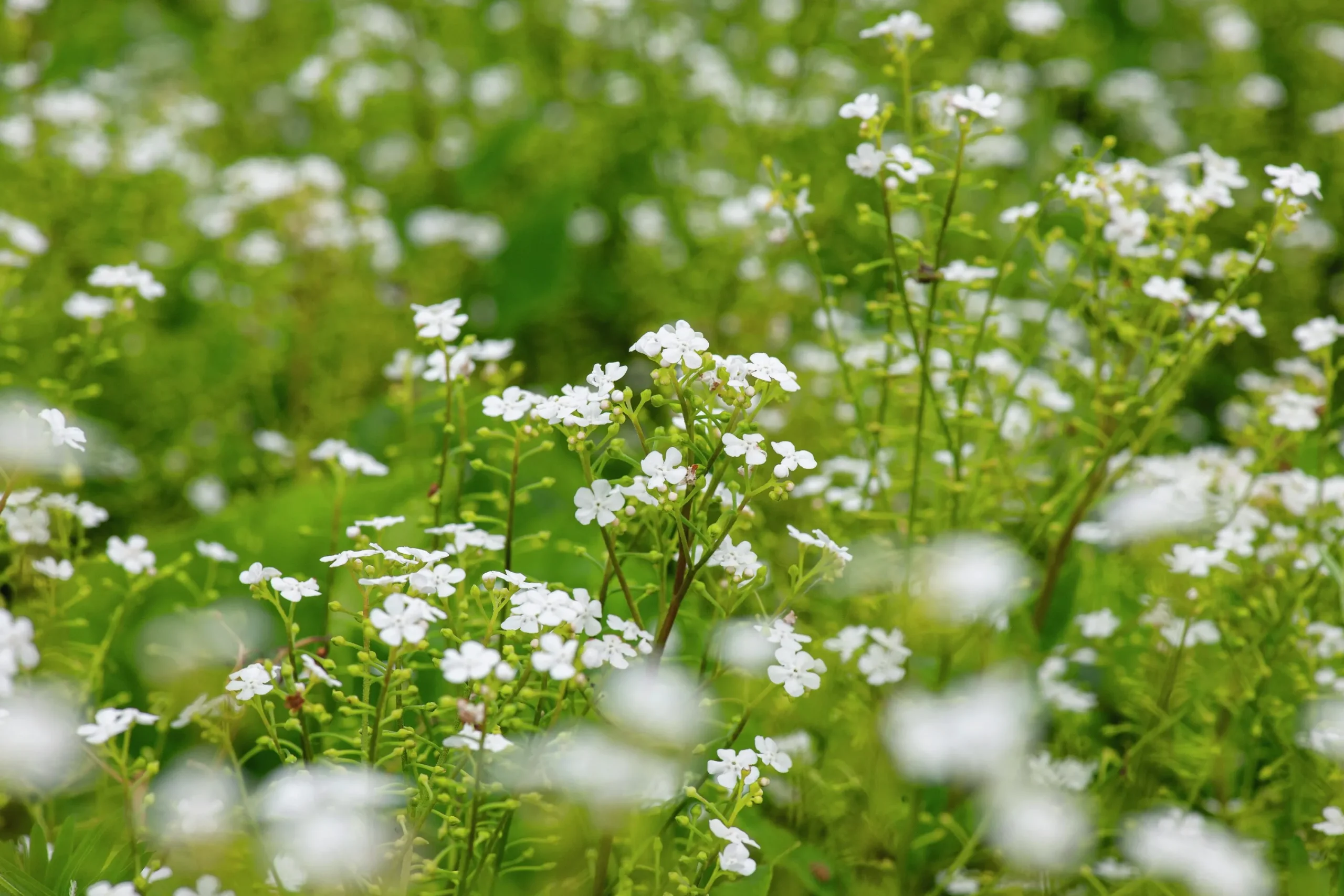 Kaukasisk Förgätmigej 'Betty Bowring'>Omnia garden New