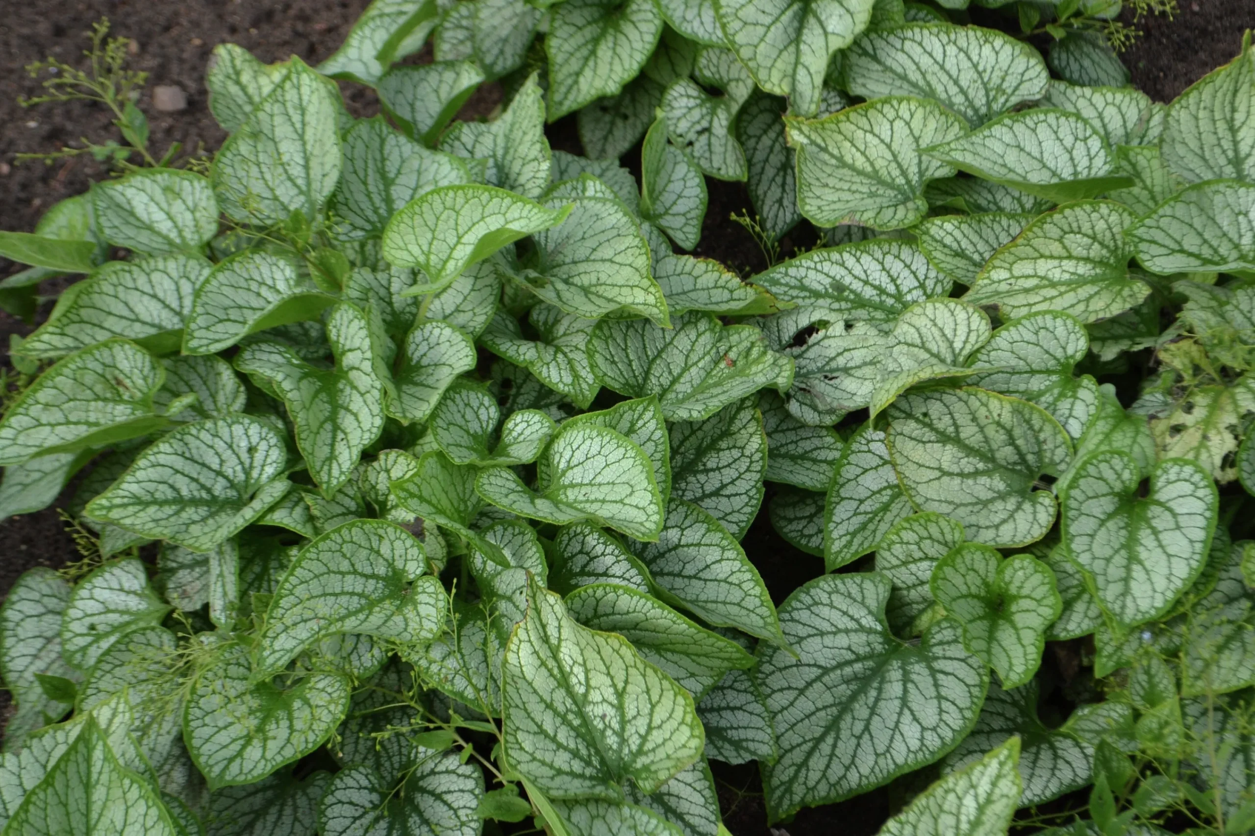 Kaukasisk förgätmigej 'Jack Frost'>Omnia garden Best