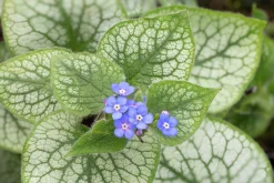 Kaukasisk förgätmigej 'Jack Frost'><noscript><img width=