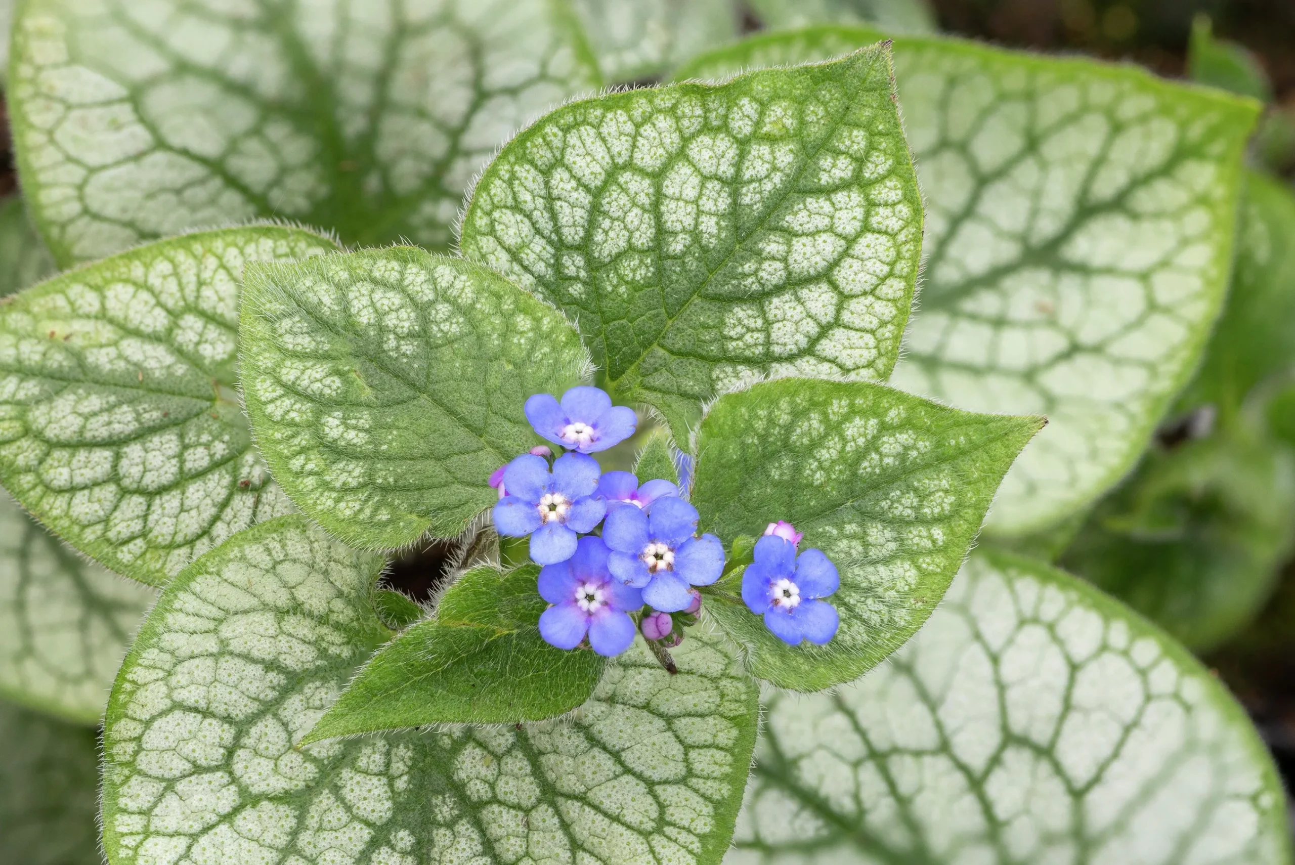 Kaukasisk förgätmigej 'Jack Frost'>Omnia garden Best