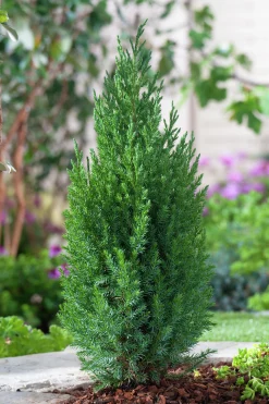 Kinesisk En 'Stricta'>Omnia garden