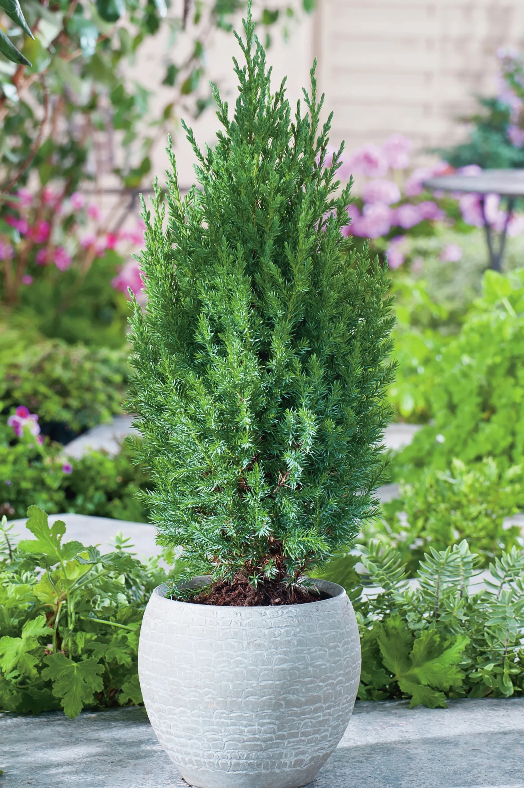 Kinesisk En 'Stricta'>Omnia garden