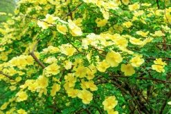 Kinesisk ros 'Hugonis' Barrotad><noscript><img width=