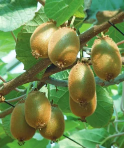 Kiwi 'Jenny'>Omnia garden Sale