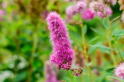 Klasespirea Barrotad>Omnia garden New