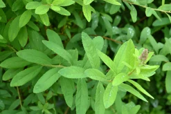 Klasespirea Barrotad>Omnia garden New