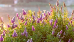 Klasespirea Barrotad><noscript><img width=