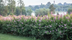 Klasespirea Barrotad><noscript><img width=