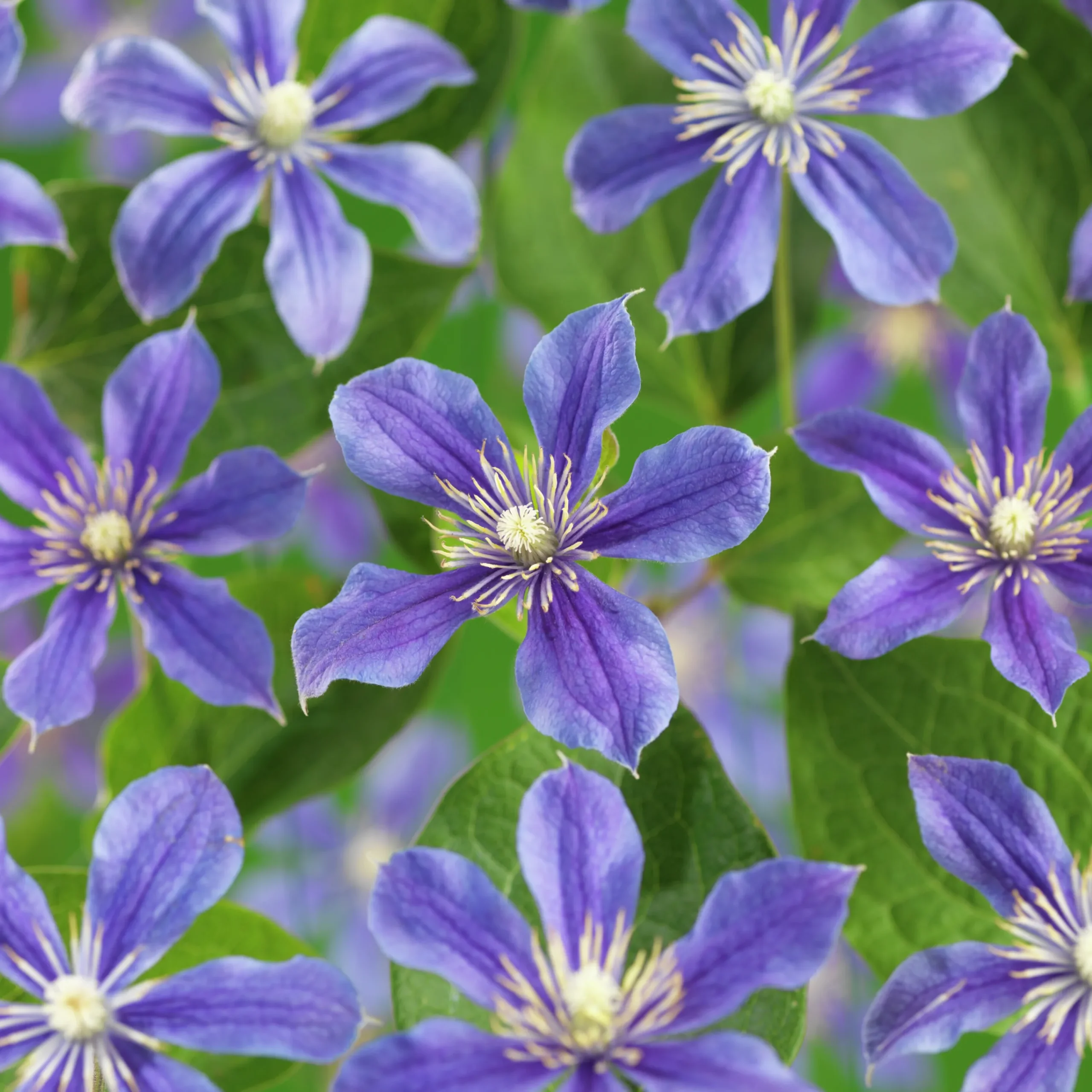 Klematis 'Arabella'>Omnia garden