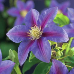 Klematis 'Barbara Jackman'>Omnia garden Discount