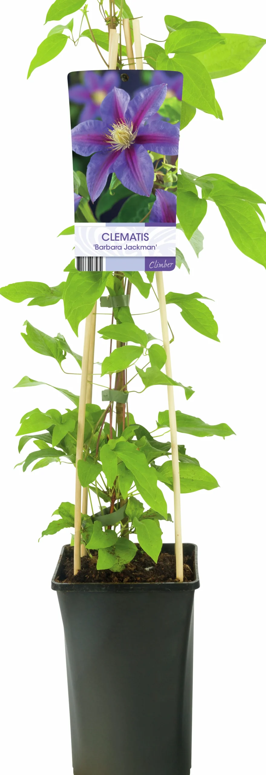Klematis 'Barbara Jackman'>Omnia garden Discount