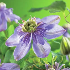Klematis 'Blue Light'>Omnia garden Clearance