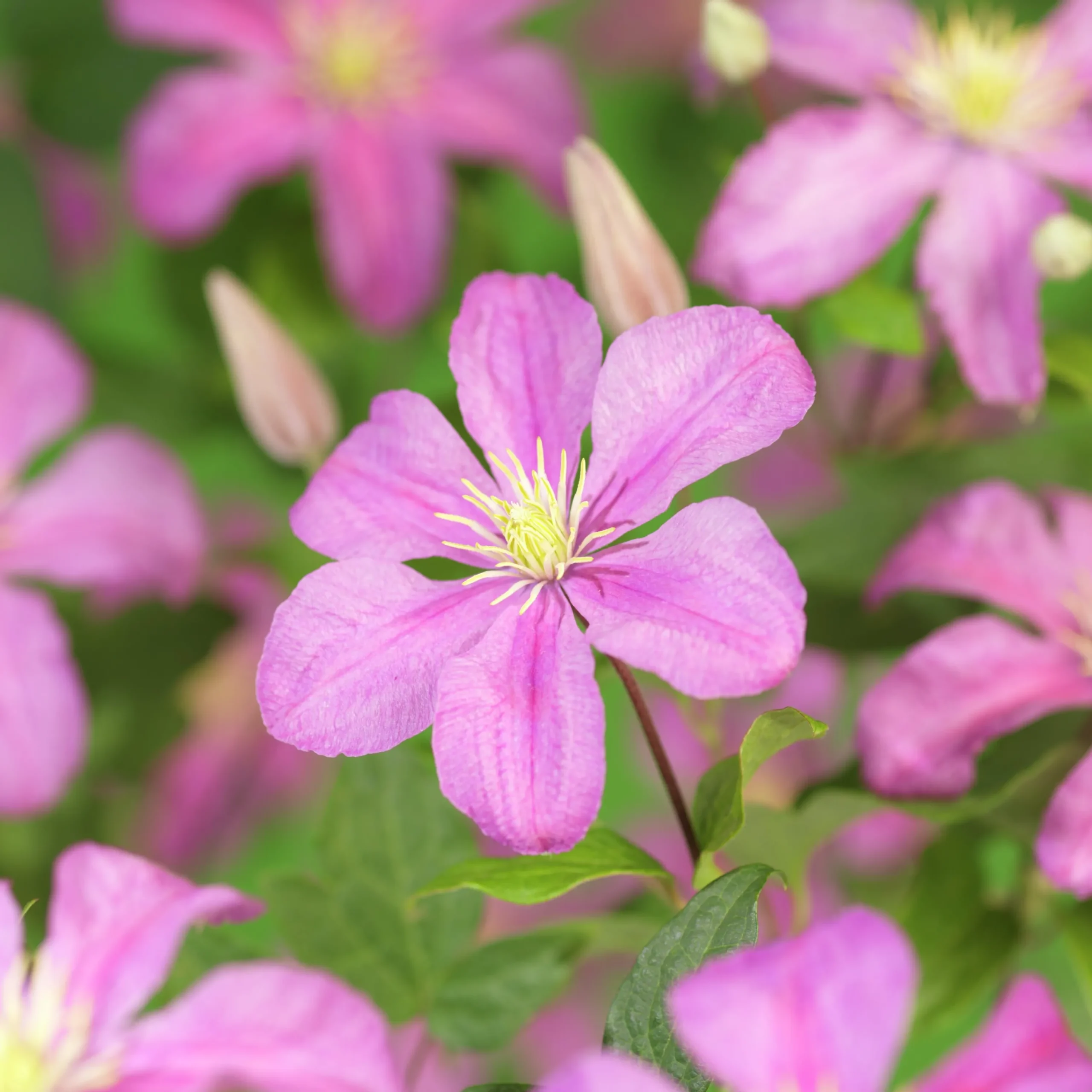 Klematis 'Comtesse de Bouchaud'>Omnia garden